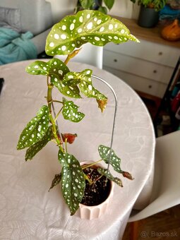 Izbova rastlina Begonia Maculata Polka Dot - 4