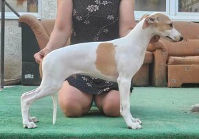 Vipet/ whippet - 4