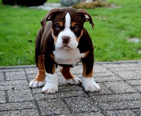 American Bully - 4