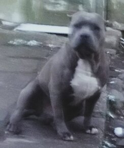 american bully - 4