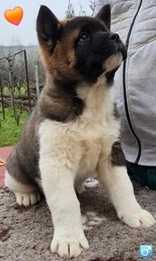 Americká akita (American akita) - 4