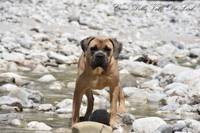 Cane Corso s PP FCI - - 4