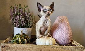 Devon rex kocourek a kočička s průkazem původu - 4