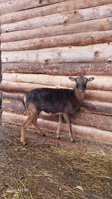 Kameromuflon a kameromuflonka na predaj - 4