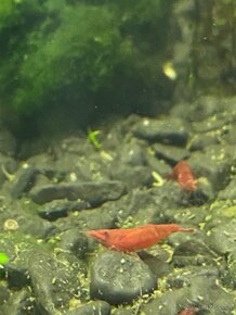 Krevetky Neocaridina Davidi Sakura Red - 4