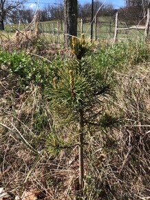 Sibírsky Céder / Pinus Sibirica - 4