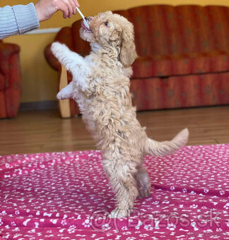 LAGOTTO ROMAGNOLO STENIATKA - 4