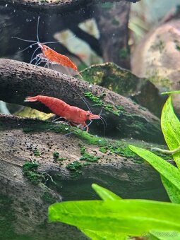 Krevetky neocaridina yelow a Red - 4