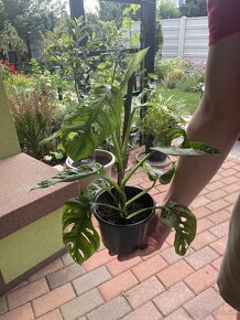 Monstera Adansonii - 4