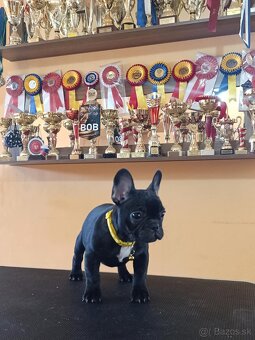 French bulldog/ francúzsky buldoček s PP - 4