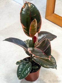 Ficus elastica - BELIZE - 4