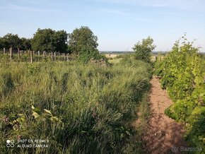 Čistenie pozemkov, vinohradov od náletových drevín - 4