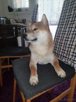 Darujem Shiba-inu ,psík - 4