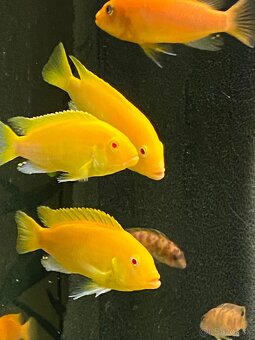 Labidochromis albino yellow - 4