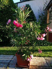 Oleander ruzový plneny - 4