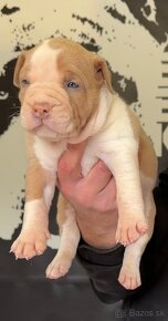 American bully xl, pitbull xxl - 4