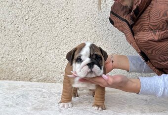 Anglicky Bulldog, buldog, buldok, englische bulldogge - 4