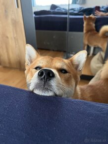 Shiba Inu - 4