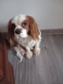 Cavalier king charles - 4