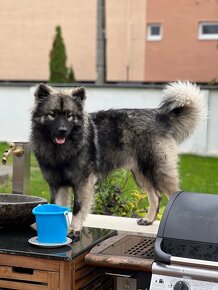 Eurasier s PP na predaj - 4