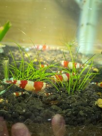 Krevety Caridina crystal red - 4