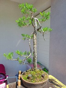 Bonsai / bonsaj - rozne, foto v prilohe, ponuka v texte - 4