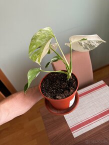 Monstera Albo Variegata - 4