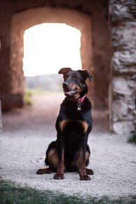 Beauceron - 4