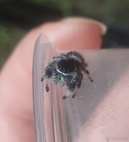 Skákavky Phidippus regius - 4