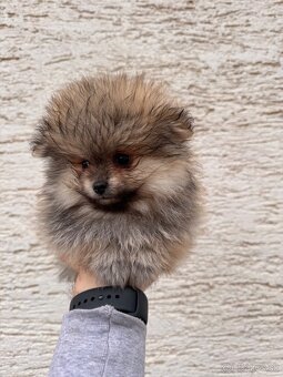 Špic Pomeranian psík - 4