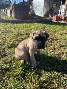 Cane Corso šteniatka - 4