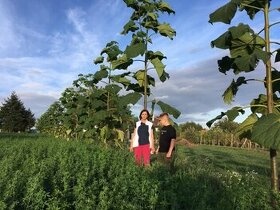 Paulownia .shan tog .9053,pao tongz07,r-112. - 4