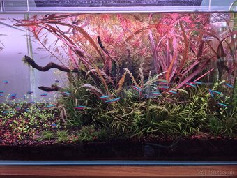 Na prodej 64L optiwhite zarizene akvarium (aquascape) - 4