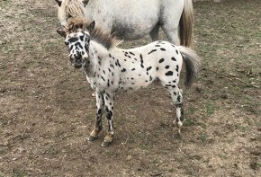 Appaloosa poník - 4