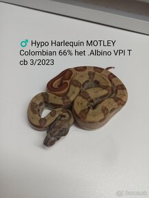 Boa Constrictor VPI T+ - 4