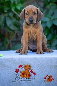 Rhodesian Ridgeback/Rodézsky riďžbek šteniatka s PP - 4