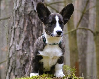 Welsh Corgi Cardigan - Krásný kluk s rodokmenem FCI - 4