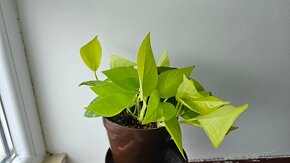 Sada 4x potos(Pothos epipremnum) - 4