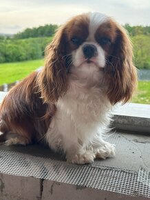 Cavalier king Charles Španiel - 4