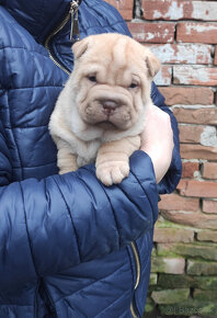 Sharpei,Sarpej - 4