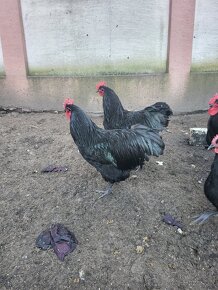 Kohuty australorp - 4