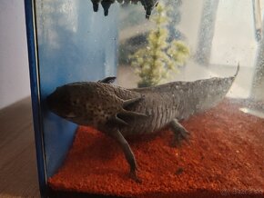 Predám axolotla (mlok) aj s akváriom a príslušenstvom - 4