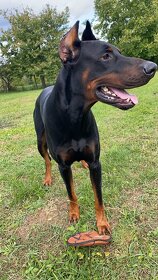 Doberman na krytie - 4