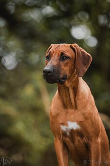 Rodézsky Ridgeback - 4