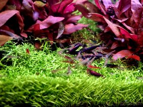 Akvarium REZERVOVANÉ - 4