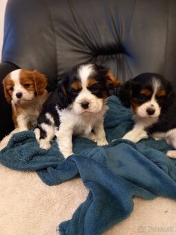 Cavalier king charlie spaniel - 4