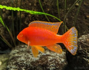 AULONOCARA FIREFISH CORAL RED ALBINO - 4