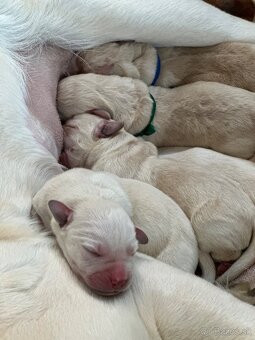 Žlutá štěňátka labradorského retrievera s PP - 4