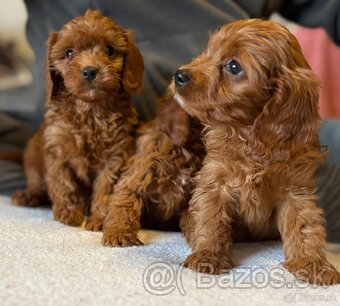 Cavapoo - 4