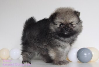 Pomeranian s PP FCI- mini velikost - 4